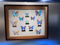 -上海昆虫博物馆