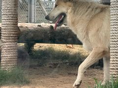 -西霞口神雕山野生动物世界