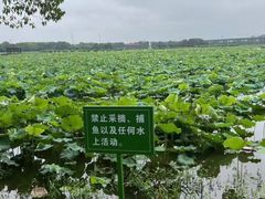 -荷塘月色湿地公园·向阳花洲