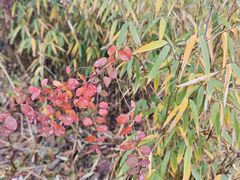 -西岭雪山大飞水景区