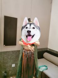 -盘子女人坊古装写真摄影(天津总店)