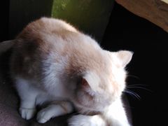 -猫猫幼稚园·撸猫·桌游·电玩
