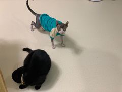-猫在这儿猫咪咖啡馆·撸猫馆