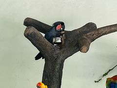-吉隆坡雀鸟公园