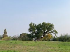 -良渚古城遗址公园