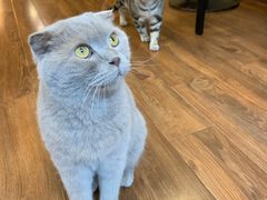 -猫友咖啡店(玉林西路店)