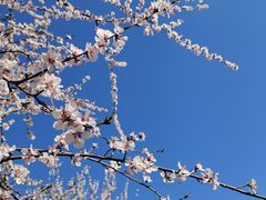 -天津东丽湖风景区