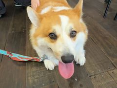 -肥朵食堂(带梦胡同店)