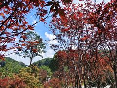 -广州市帽峰山景区
