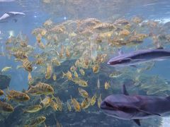 -海合安成都极地海洋公园