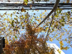 -徐家汇源景区-衡山公园