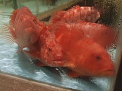 -阿伟海鲜楼·福建菜(延寿店)