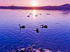 -天鹅湖生态旅游风景区