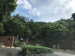 -银湖山郊野公园-相思林
