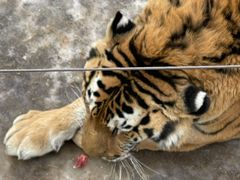 -大连森林动物园