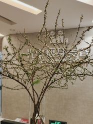 -深圳鹏爱秀琪医疗美容医院