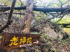 -龙道沟景区