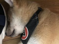 -柴犬小屋·柴餐厅·狗咖食堂(金鼎广场店)