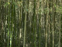 -中岳庙