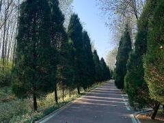 -合肥滨湖国家森林公园