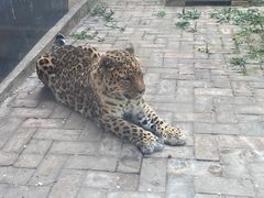 -青藏高原野生动物园