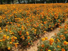 -松山湖梦幻百花洲
