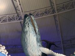 -烟台海昌鲸鲨海洋公园