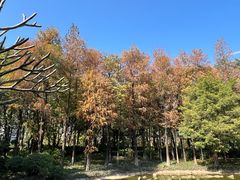 -黄埔荔枝公园