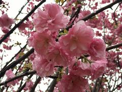 -天适樱花悠乐园