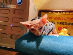 -碌碌发·东南亚风味烧烤档(体育西店)