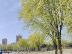 -莲花池公园