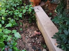 -宠物星动物医院·眼科·异宠·猫科(江南大道总院)