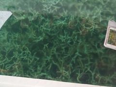 鹿角珊瑚-蓝湾海滩