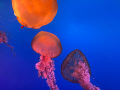 -太平洋海底世界