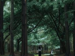 -上海共青森林公园