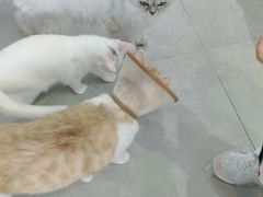 -Heymao猫咖.咖啡厅(东门店)