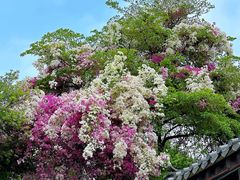 -深圳国际园林花卉博览园