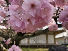 -醍醐寺