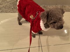 -天宠宠物医院24小时·急重症诊疗中心·全科·腔镜特色(和平分院)