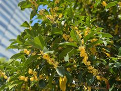 -新发展亚太JW万豪酒店·福苑咖啡厅