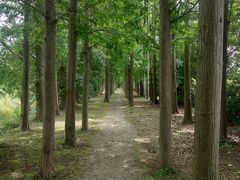 -上海长兴岛郊野公园