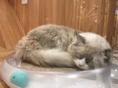 -袖虎·猫馆(体育西路店)