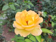 -共青国家森林公园-南大门停车场