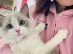 -瑞派福兴宠物医院犬猫全科·骨科·中西医结合(河东店)