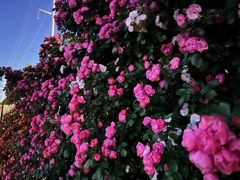 -商丘古城-应天书院