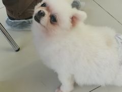 -怪兽屋·羊驼·猫咖·狗咖(俊华广场店)