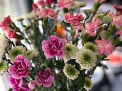 -曲阳花鸟市场(曲阳路店)