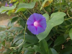 -洛柔芙(CBD万达店)