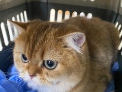 -美联众合动物医院·24h京西诊疗中心