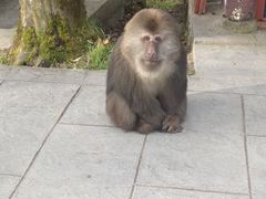 -峨眉山风景名胜区